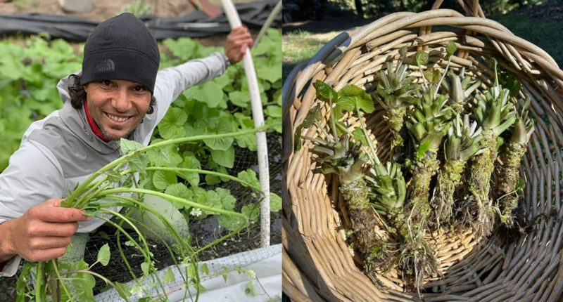 Wasabi worries and truffle troubles: Tariffs threaten crops that U.S. farmers struggle to grow