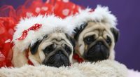 What the Westminster show dogs' names mean