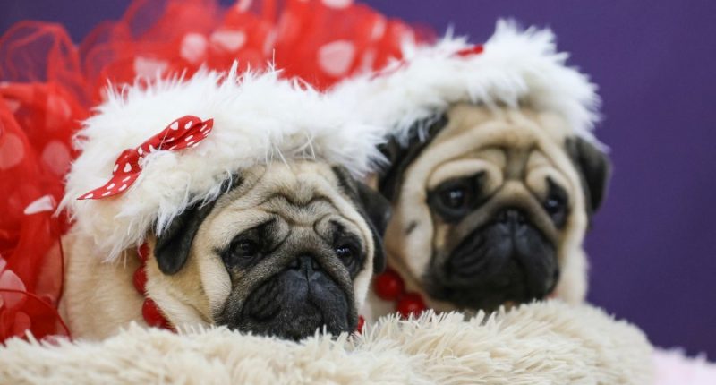 What the Westminster show dogs' names mean