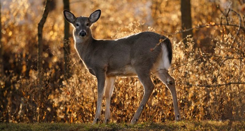 Wisconsin officials need hunters' help to fight chronic wasting disease