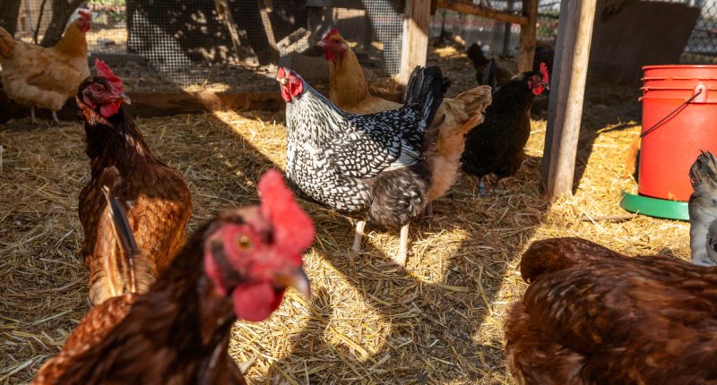 Wyoming woman hospitalized with bird flu virus