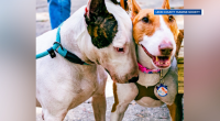 'We should be protecting our pets': Lawmakers advance bill to protect dogs during natural disasters