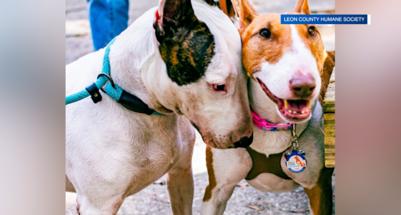 'We should be protecting our pets': Lawmakers advance bill to protect dogs during natural disasters