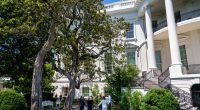 Historic tree to be cut down at the White House over safety concerns