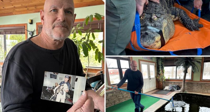 Albert the alligator could be headed home to NY home after owner 'fought tooth and nail' to get reptile BFF back from state