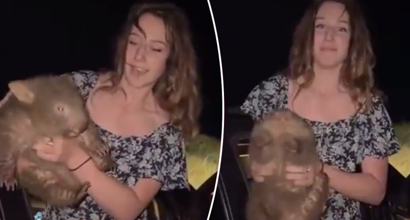 American tourist causes international outrage after posting wombat video