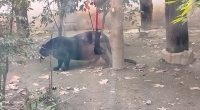 Obese black panther at a zoo.