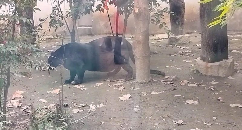 Obese black panther at a zoo.
