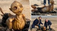 Beachgoers baffled after finding skeleton-like figure with fins