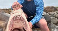 A man posing with a large shark he caught.