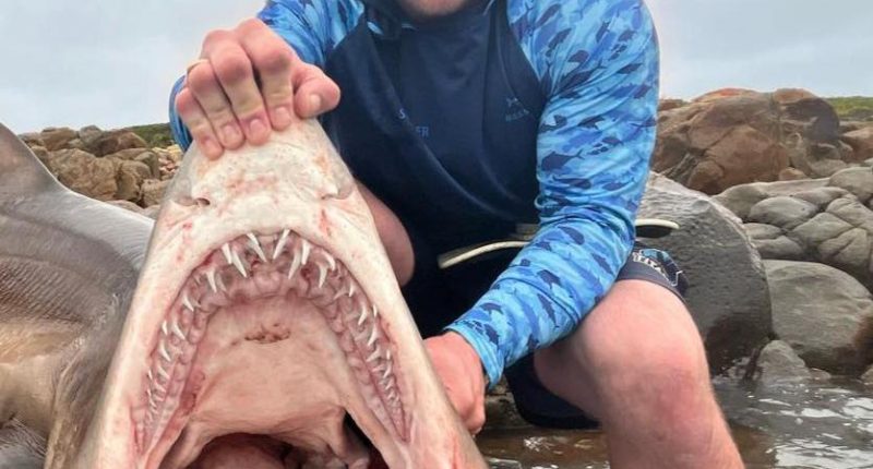 A man posing with a large shark he caught.