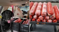 CBP in Texas confiscates 242 pounds of smuggled Mexican bologna at port of entry
