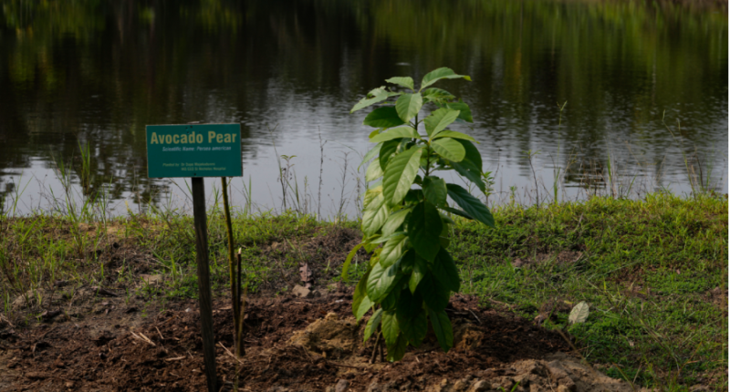 Carbon markets can still preserve USAID’s global conservation efforts