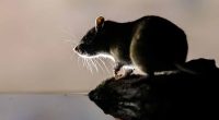 Couple charged after hundreds of living and dead rats found inside home