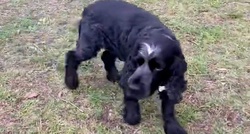 Dog developed 'fake limp' after his family adopt a three legged pooch