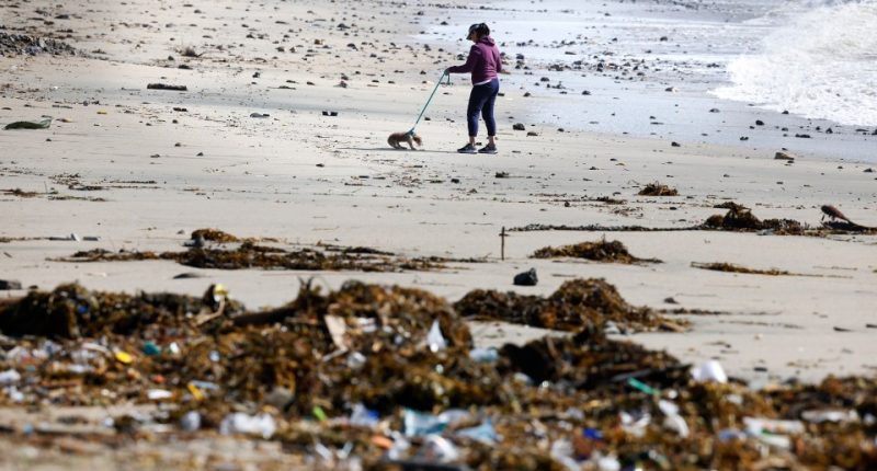 Person walking dog on beach littered with trash and debris.