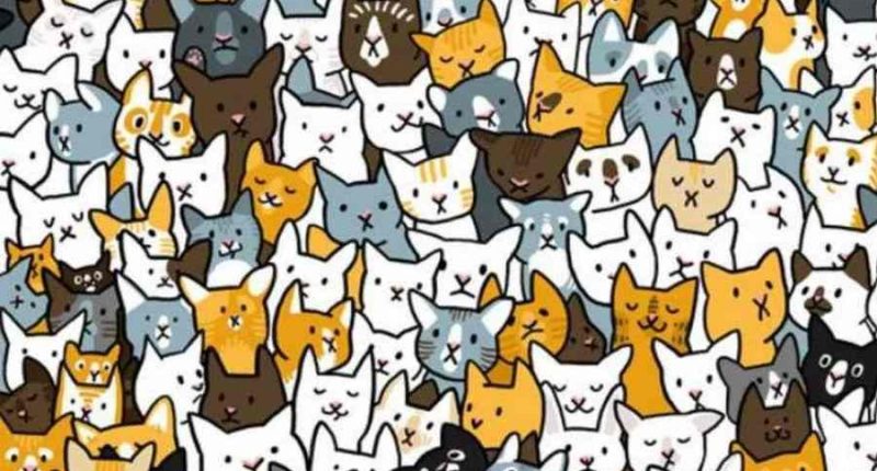 Illustration of a hidden rabbit among many cats.