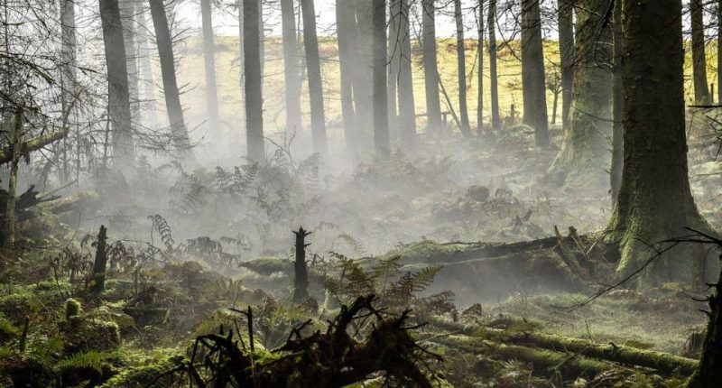 Misty forest scene with tall trees and ferns.