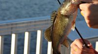 Florida Fish and Wildlife Conservation Commission upholds 2024 change recognizing Florida bass as its own species