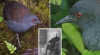 Galápagos Rail seen on Floreara Island for first time in 200 years