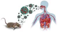 Hantavirus Infection: Causes, Symptoms, and Prevention