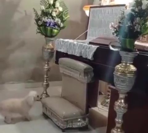 Dog jumping into its owner's coffin at a funeral.