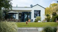 Dog in backyard of modern house.