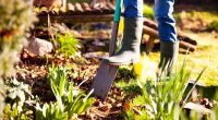 Person gardening in a sunny garden.