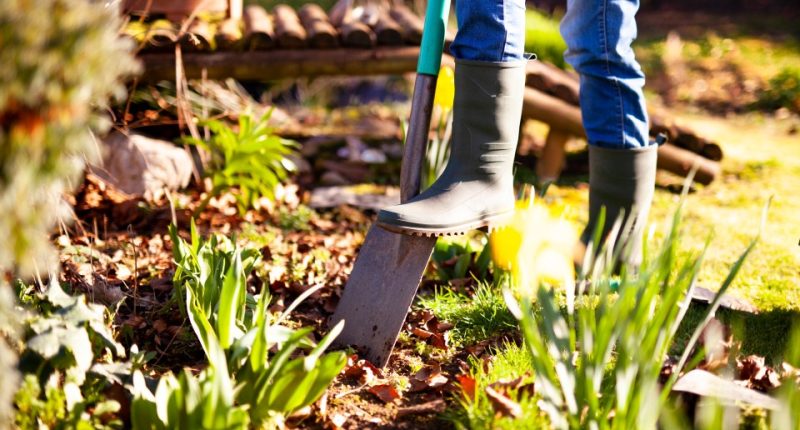 Person gardening in a sunny garden.
