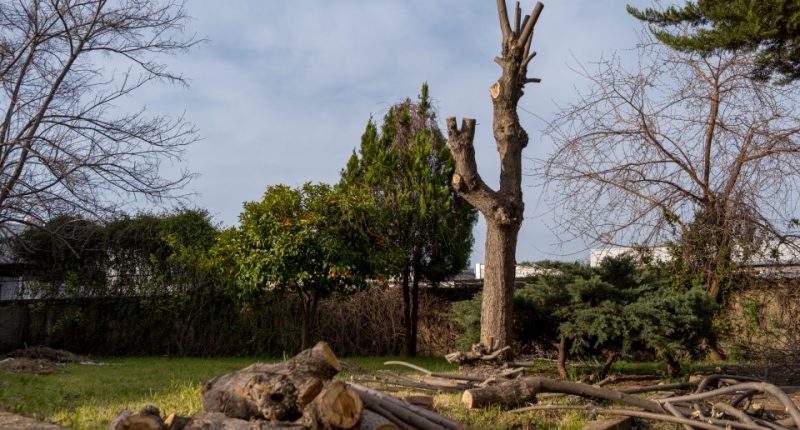 Pruned tree branches and logs in a garden.