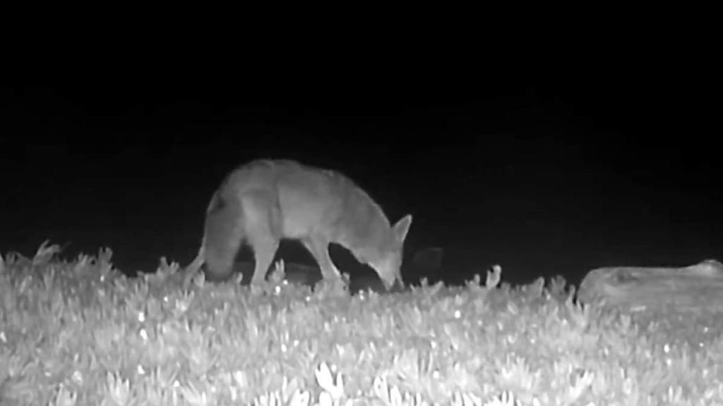 Horror as vicious coyote is caught on camera decapitating baby seals