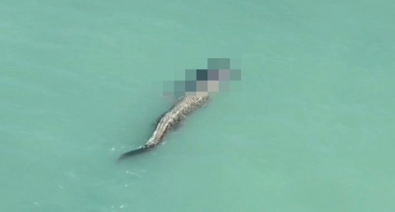 Crocodile in water holding a body.