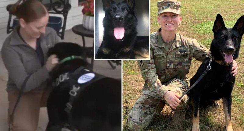 K-9 veteran of Iraq and Afghanistan reunited with handler Kristin Vanderzanden in Texas after 3 years apart