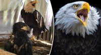 Murphy the bald eagle dies amid violent Missouri storms