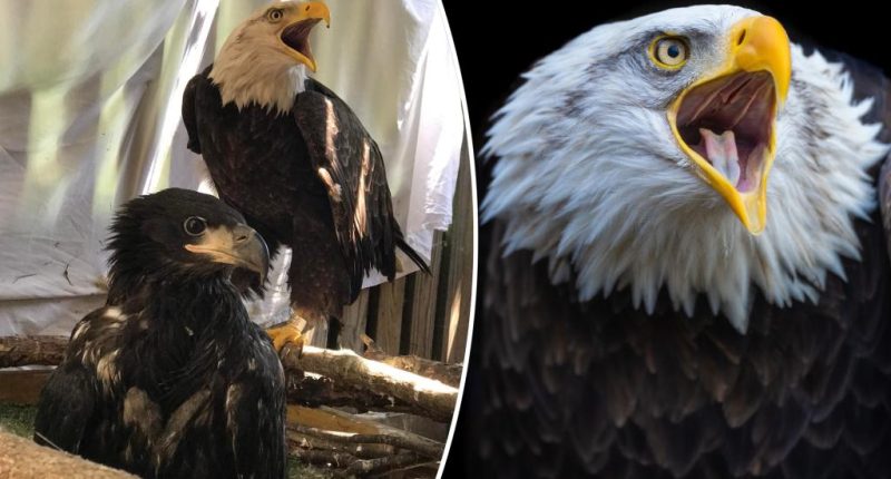 Murphy the bald eagle dies amid violent Missouri storms