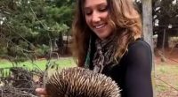 New clip of influencer under fire for 'heinous' act with wombat