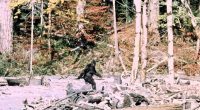 New video shows huge footprints that could be the elusive Bigfoot