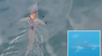 Octopus hitches ride on shark's back in remarkable footage