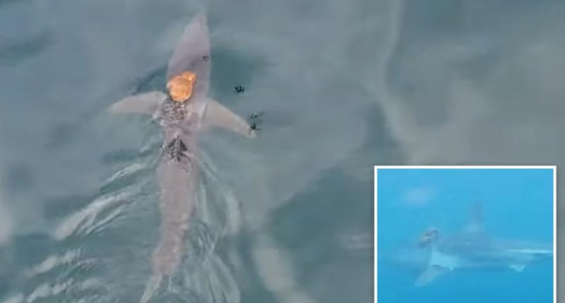 Octopus hitches ride on shark's back in remarkable footage