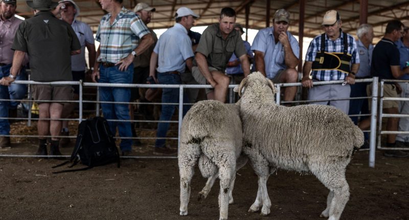 Rubio says South Africa must protect White farmers, US will offer admission to those facing violence
