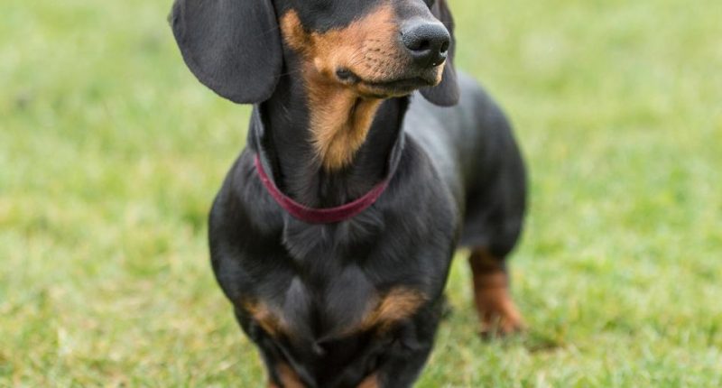 Miniature dachshund standing in grass.