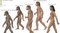 Scientists discover a 'hidden chapter' in human evolution