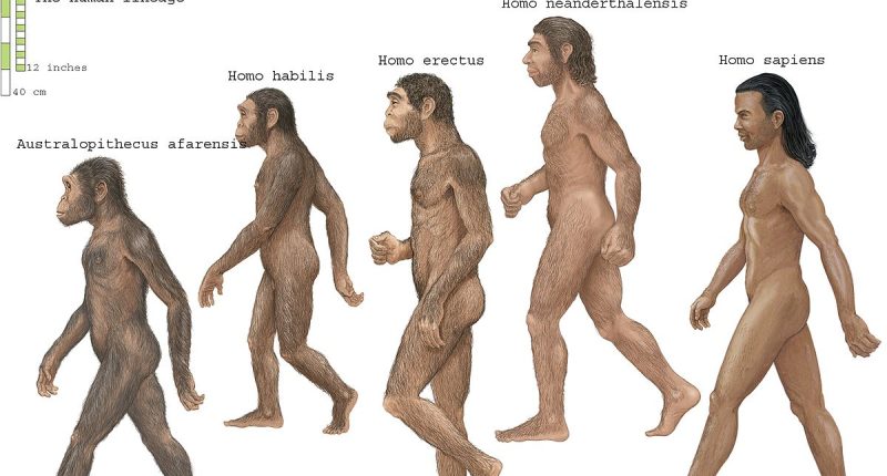Scientists discover a 'hidden chapter' in human evolution