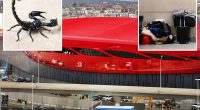 Scorpion stings woman at Boston airport after flight from Mexico