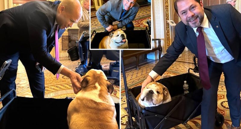 'She knows no political bias'