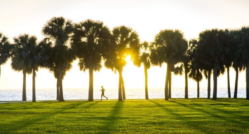 Tampa Bay tree-planting programs lose federal funding in DEI purge