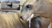 Toxic algal bloom leads to strandings of dolphins, seals in California