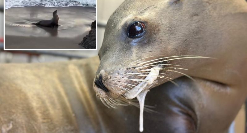 Toxic algal bloom leads to strandings of dolphins, seals in California
