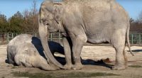 Elephant grieving over deceased friend.