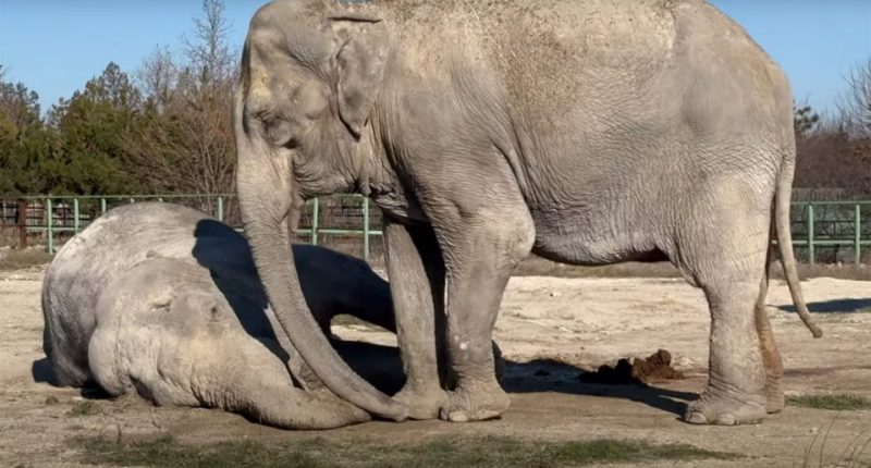 Elephant grieving over deceased friend.
